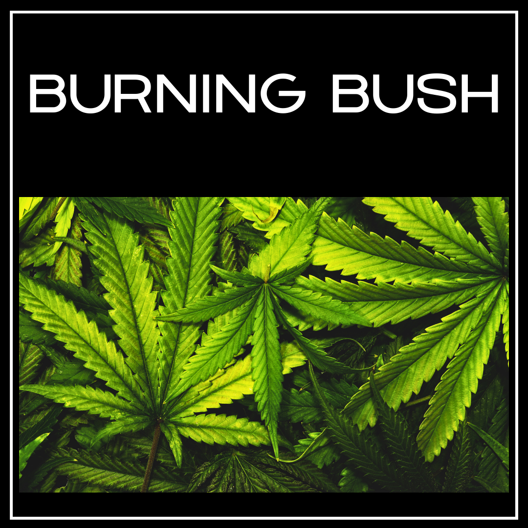 Burning Bush Candle